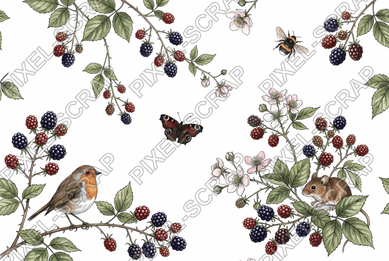 Blackberry Botanical Study